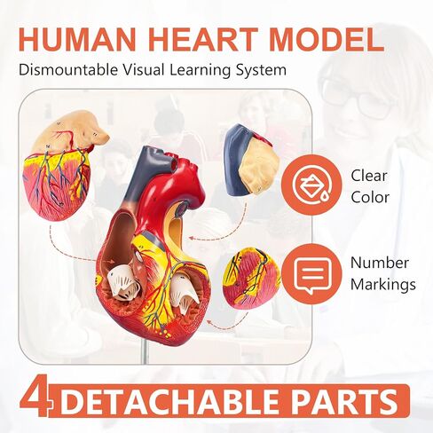 JNMFTD 2X Enlarged Anatomical Heart Model,4-Part Removable Human Heart Model with Ventricles Atria Valves Veins Artery Magnetic Assembly Colorful Number Guide for Science Classroom Cardiology Study in Kuwait