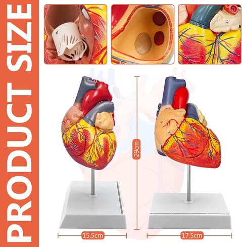JNMFTD 2X Enlarged Anatomical Heart Model,4-Part Removable Human Heart Model with Ventricles Atria Valves Veins Artery Magnetic Assembly Colorful Number Guide for Science Classroom Cardiology Study in Kuwait