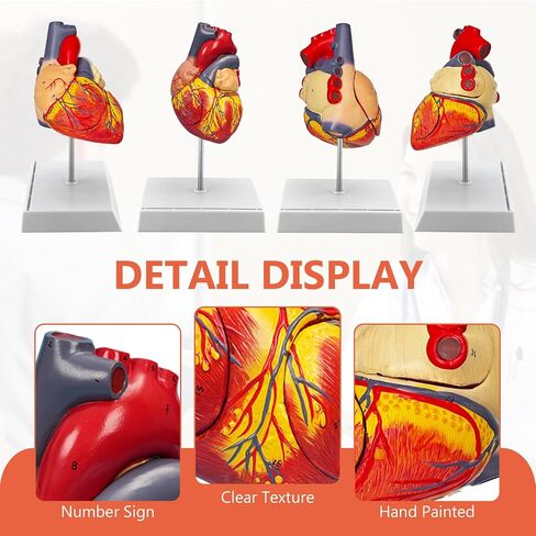 JNMFTD 2X Enlarged Anatomical Heart Model,4-Part Removable Human Heart Model with Ventricles Atria Valves Veins Artery Magnetic Assembly Colorful Number Guide for Science Classroom Cardiology Study in Kuwait