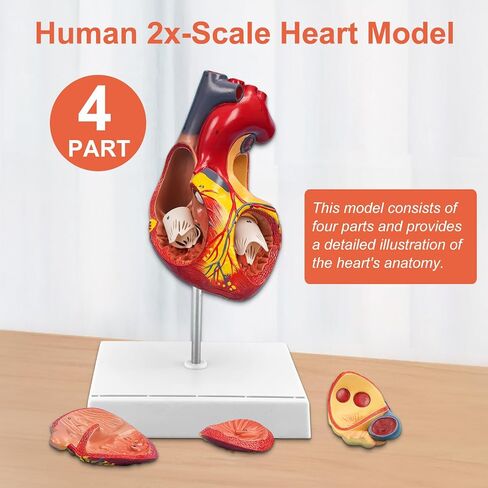 JNMFTD 2X Enlarged Anatomical Heart Model,4-Part Removable Human Heart Model with Ventricles Atria Valves Veins Artery Magnetic Assembly Colorful Number Guide for Science Classroom Cardiology Study in Kuwait
