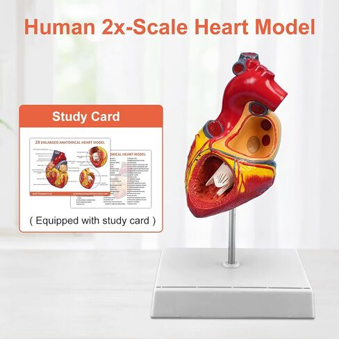JNMFTD 2X Enlarged Anatomical Heart Model,4-Part Removable Human Heart Model with Ventricles Atria Valves Veins Artery Magnetic Assembly Colorful Number Guide for Science Classroom Cardiology Study in Kuwait