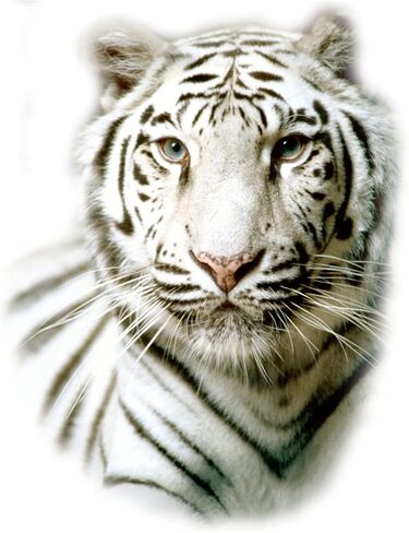 ملصق CafePress White Tiger البيضاوي ملصق بيضاوي ممتص الصدمات للسيارة in Kuwait