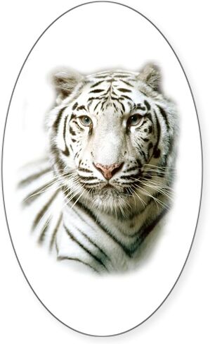 ملصق CafePress White Tiger البيضاوي ملصق بيضاوي ممتص الصدمات للسيارة in Kuwait