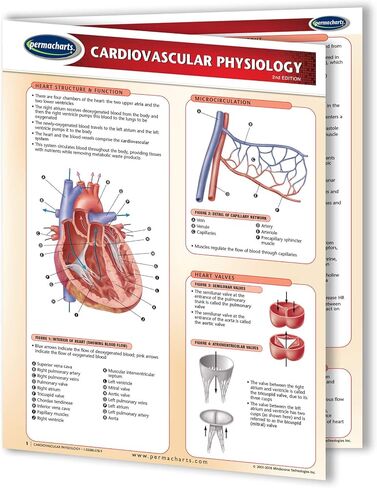 Cardiovascular Physiology - Biology - Medical Quick Reference Guide by Permacharts in Saudi Arabia