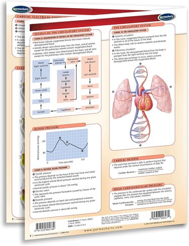 Cardiovascular Physiology - Biology - Medical Quick Reference Guide by Permacharts in Saudi Arabia
