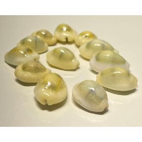 Lakshmi Peeli/Yellow Kawri | Kodi Peeli | Cowrie Sea Shell | Kodi Shells for Laxmi Puja, Diwali Puja (Large) (Pack of 11 Pieces) - Pack of 1