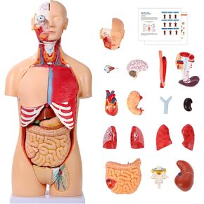 SFXYJ Human Torso Anatomy Model 33.4", Dual-Sex 32 Part Removable Life-Size with Heart Head Skull Brain Visceral Muscular Layers Model Includes Product Manual for Medical Student Lab Classroom Use in Kuwait