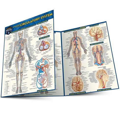 نظام الدورة الدموية: دليل مرجعي مغلف QuickStudy (دراسة سريعة أكاديمية) in Kuwait