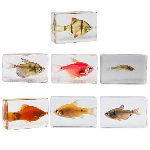9pcs Taxidermy Oceans Animals, Sea Creatures Specimens in Resin for Closer-Look & Study in Safe Healthy, Science Classroom Specimens for Preschool Home Office Decor (Small 9pcs Oceans) in Saudi Arabia