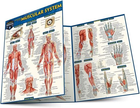 Anatomy of the Muscular System: a QuickStudy Laminated Reference Guide in Kuwait
