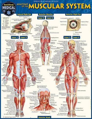 Anatomy of the Muscular System: a QuickStudy Laminated Reference Guide in Kuwait