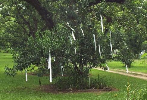 Bird Scare Reflective Tape, 328 ft Roll, Double-Sided Flash Tape for Sparrows and Woodpeckers, Outdoor Bird Deterrent for Gardens, Farms, Orchards, Homes in Kuwait