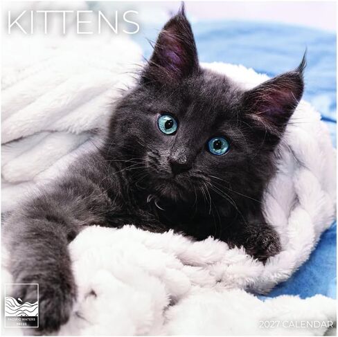 2026 Black and White Cat Wall Calendar | 12" x 24" Open Calendar | Kitten Photography Thick & Sturdy Paper for Planning | Office Kitchen Decor or Gift | Pacific Waters Press (Tuexdo Cat) in Saudi Arabia