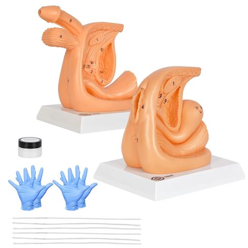 Male and Female Urinary Catheterization Insertion Trainers, Catheter Insertion Practice Models with Numbered Anatomy, Nursing Skills Trainer for Medical Education in Kuwait