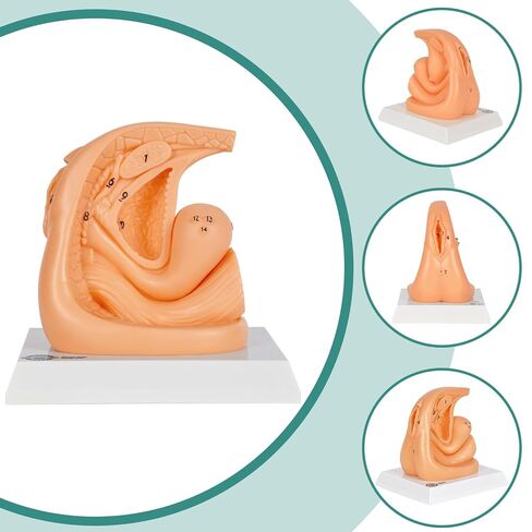 Male and Female Urinary Catheterization Insertion Trainers, Catheter Insertion Practice Models with Numbered Anatomy, Nursing Skills Trainer for Medical Education in Kuwait