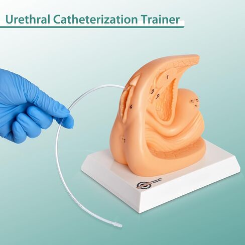 Male and Female Urinary Catheterization Insertion Trainers, Catheter Insertion Practice Models with Numbered Anatomy, Nursing Skills Trainer for Medical Education in Kuwait