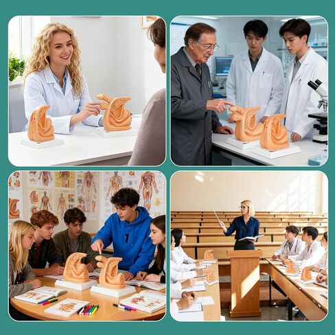 Male and Female Urinary Catheterization Insertion Trainers, Catheter Insertion Practice Models with Numbered Anatomy, Nursing Skills Trainer for Medical Education in Kuwait