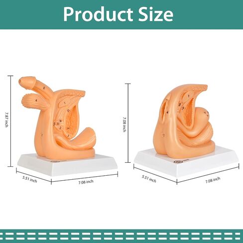 Male and Female Urinary Catheterization Insertion Trainers, Catheter Insertion Practice Models with Numbered Anatomy, Nursing Skills Trainer for Medical Education in Kuwait