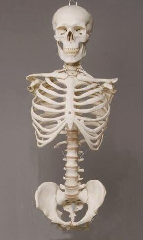 SM110D Torso with Skull in Kuwait