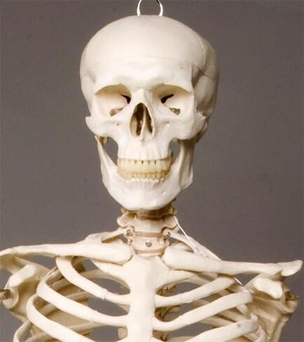 SM110D Torso with Skull in Kuwait