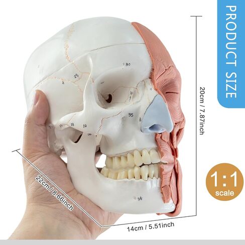 EVOTECH SCIENTIFIC نموذج جمجمة بشرية بالحجم الطبيعي مع نصف عضلات الوجه، نموذج جمجمة تشريح مرقم مع غطاء جمجمة قابل للإزالة لعرض التعليم الطبي والأبحاث التعليمية in Kuwait