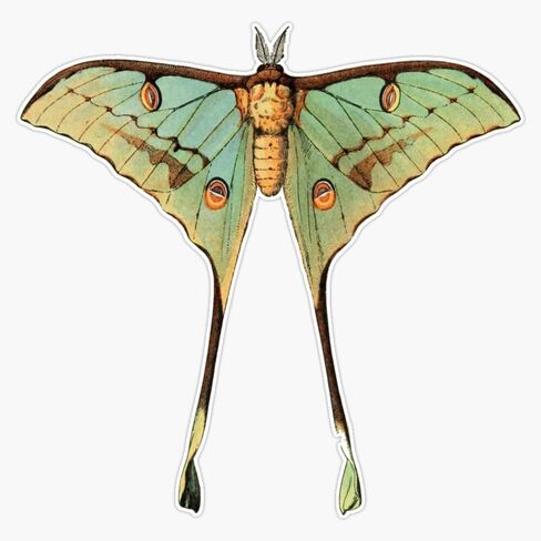 ملصق ممتص الصدمات من Argemme (Luna Moth) ملصق من الفينيل مقاس 5 بوصات in Kuwait