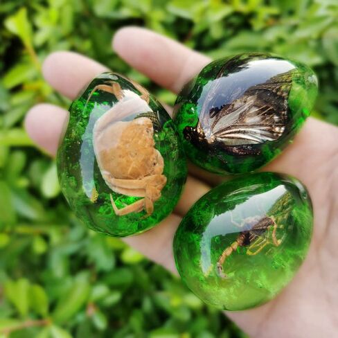 Colourful Amber Fossil Insect Artificial Amber Insect Specimen Pendant Amber Stone Ornament for Collection,Science Education (12 PCS) in Saudi Arabia