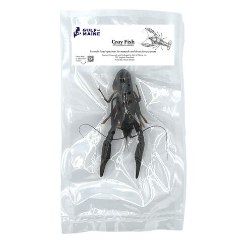 Atlantic Crayfish (Crawfish), Authentic Formalin-Preserved Specimen for Dissection, Marine Biology Study, Anatomy Education, Science Classroom & Lab Learning in Saudi Arabia