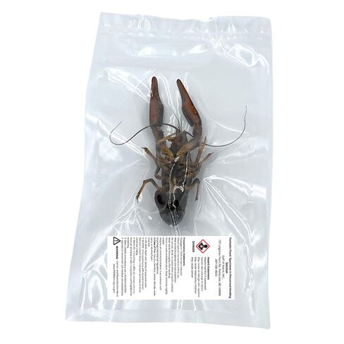 Atlantic Crayfish (Crawfish), Authentic Formalin-Preserved Specimen for Dissection, Marine Biology Study, Anatomy Education, Science Classroom & Lab Learning in Saudi Arabia