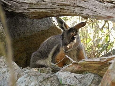 Magnet Rock Wallaby Car Magnetic Vinyl Bumper Sticker 5'' x 4'' in Saudi Arabia