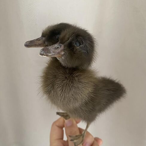 1PC Animal Specimen Making Eurasian Duck Specimen Double-Headed Black Gray Duckling Specimen Teaching/Decoration in Kuwait