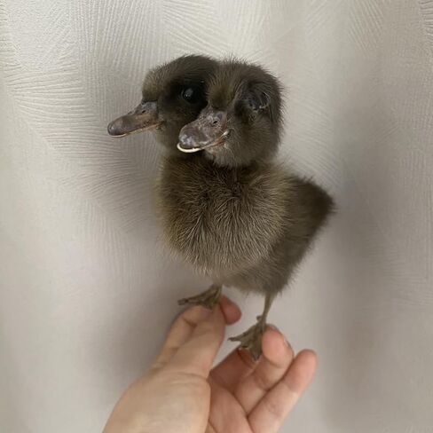 1PC Animal Specimen Making Eurasian Duck Specimen Double-Headed Black Gray Duckling Specimen Teaching/Decoration in Kuwait