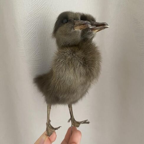 1PC Animal Specimen Making Eurasian Duck Specimen Double-Headed Black Gray Duckling Specimen Teaching/Decoration in Kuwait