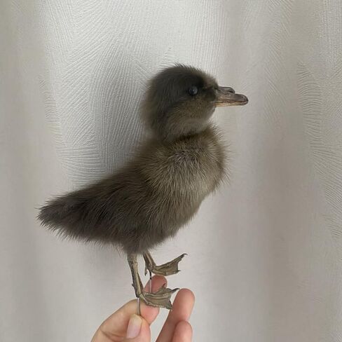 1PC Animal Specimen Making Eurasian Duck Specimen Double-Headed Black Gray Duckling Specimen Teaching/Decoration in Kuwait