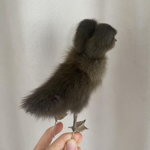 1PC Animal Specimen Making Eurasian Duck Specimen Double-Headed Black Gray Duckling Specimen Teaching/Decoration in Kuwait