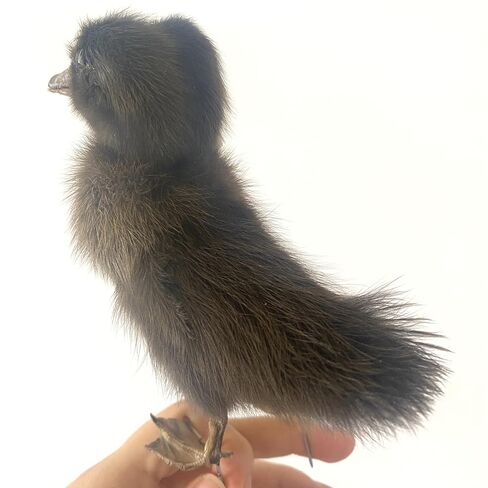 1PC Animal Specimen Making Eurasian Duck Specimen Double-Headed Black Gray Duckling Specimen Teaching/Decoration in Kuwait