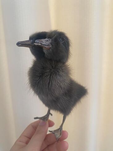 1PC Animal Specimen Making Eurasian Duck Specimen Double-Headed Black Gray Duckling Specimen Teaching/Decoration in Kuwait