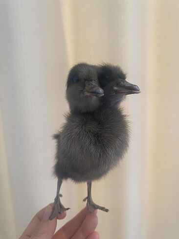 1PC Animal Specimen Making Eurasian Duck Specimen Double-Headed Black Gray Duckling Specimen Teaching/Decoration in Kuwait