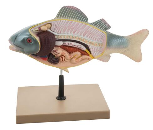 EISCO 3D Fish Dissection Model, 14" Length in Kuwait