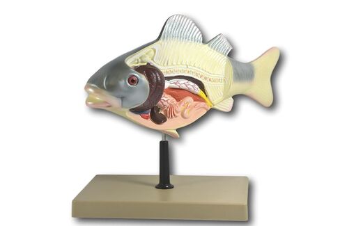 EISCO 3D Fish Dissection Model, 14" Length in Kuwait
