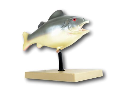 EISCO 3D Fish Dissection Model, 14" Length in Kuwait