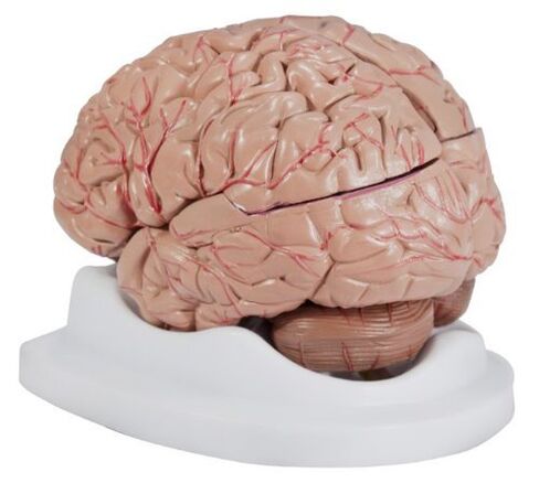 Budget Brain with Arteries Model in Saudi Arabia