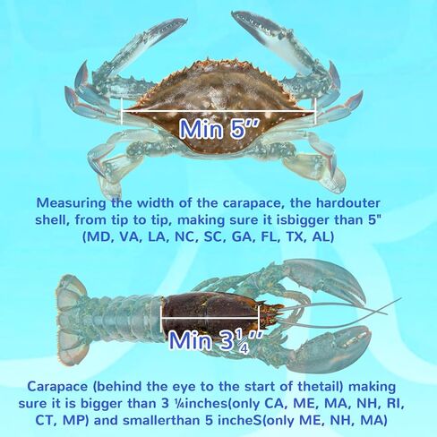 2 PCS Aluminum Lobster and Blue Crab Gauge, Lobster 3-1/4" and Crab 5" | Measuring Tool for California, Maine, MA, NH, RI, CT, MP, AL, FL, GA, MD, VA, NC, SC, LA, TX and Canada in Kuwait