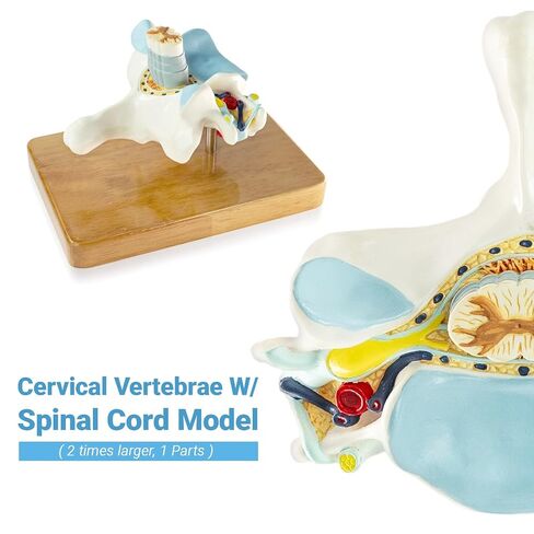 EVOTECH SCIENTIFIC Enlarged Human Cervical Vertebra Model with Spinal Cord - 2× Cervical Spine Model on Base with Manual – Anatomy Teaching Tool for Medical Students PT Chiropractors in Kuwait