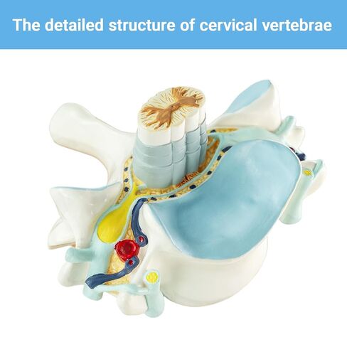 EVOTECH SCIENTIFIC Enlarged Human Cervical Vertebra Model with Spinal Cord - 2× Cervical Spine Model on Base with Manual – Anatomy Teaching Tool for Medical Students PT Chiropractors in Kuwait