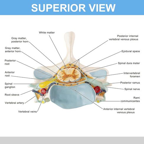 EVOTECH SCIENTIFIC Enlarged Human Cervical Vertebra Model with Spinal Cord - 2× Cervical Spine Model on Base with Manual – Anatomy Teaching Tool for Medical Students PT Chiropractors in Kuwait