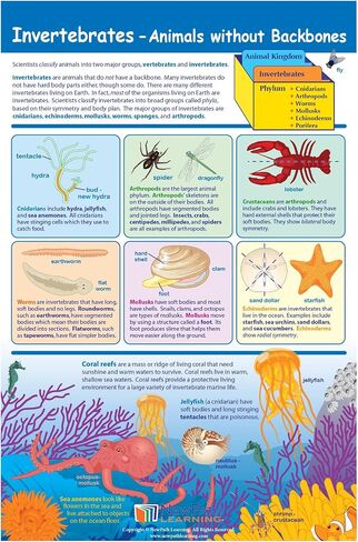 NewPath Learning Grade 4 Science Anchor Charts – Set of 10 (12x18") & 25-Page Resource Guide Covering Life, Earth & Physical Science for Classroom & Homeschool Use (94-9940) in Kuwait
