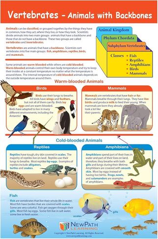 NewPath Learning Grade 4 Science Anchor Charts – Set of 10 (12x18") & 25-Page Resource Guide Covering Life, Earth & Physical Science for Classroom & Homeschool Use (94-9940) in Kuwait