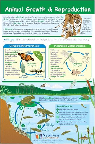 NewPath Learning Grade 4 Science Anchor Charts – Set of 10 (12x18") & 25-Page Resource Guide Covering Life, Earth & Physical Science for Classroom & Homeschool Use (94-9940) in Kuwait