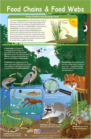 NewPath Learning Grade 4 Science Anchor Charts – Set of 10 (12x18") & 25-Page Resource Guide Covering Life, Earth & Physical Science for Classroom & Homeschool Use (94-9940) in Kuwait
